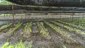 Panoramic view of Wasabi plantation field at Daio Wasabi Farm. Ã¥Â¤Â§Ã§Å½â¹Ã£âÂÃ£Ââ¢Ã£ÂÂ³Ã¨Â¾Â²Ã¥Â Â´. Royalty Free Stock Photo